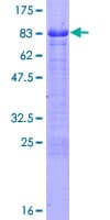 Human FEZ1 Protein (Recombinant GST)
