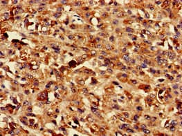 TMEM43 Antibody