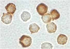 IHC-plus™ IRAK2 / IRAK-2 Antibody