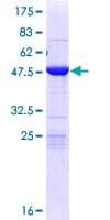 Human MOB3A / MOBKL2A Protein (Recombinant GST)