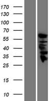 GDA / Nedasin Protein (Over-Expression Lysate Myc-DDK (Flag))