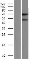 Human FAM90A1 Protein (Over-Expression Lysate Myc-DDK (Flag))