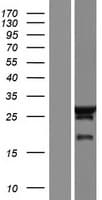 NECAP2 Protein (Over-Expression Lysate Myc-DDK (Flag))