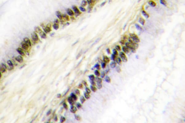 Polyclonal Rabbit anti-Human KIAA1970 / EARS2 Antibody (Ser40, IHC, IF, WB)