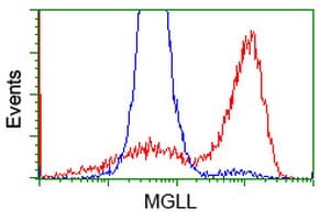 MGLL / Monoacylglycerol Lipase Antibody (clone OTI1A1)