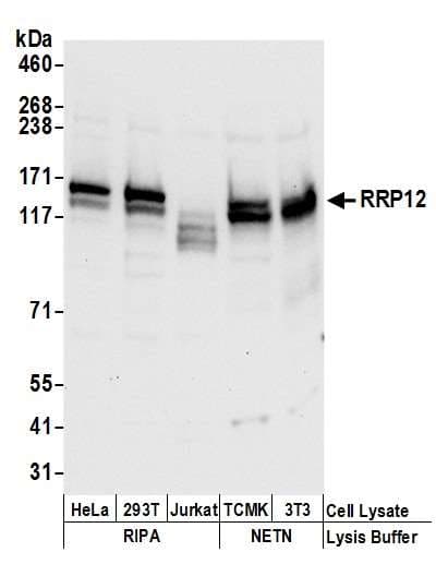 RRP12 Antibody (aa1247-1297)
