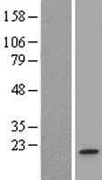 RNF34 Protein (Over-Expression Lysate Myc-DDK (Flag))