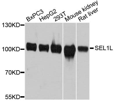 IHC-plus™ SEL1L Antibody