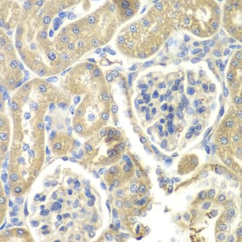 OAZ1 / OAZ Antibody