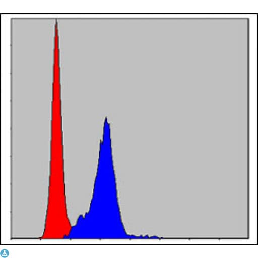 CRK Antibody