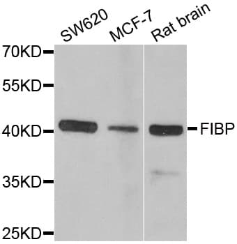 FIBP Antibody