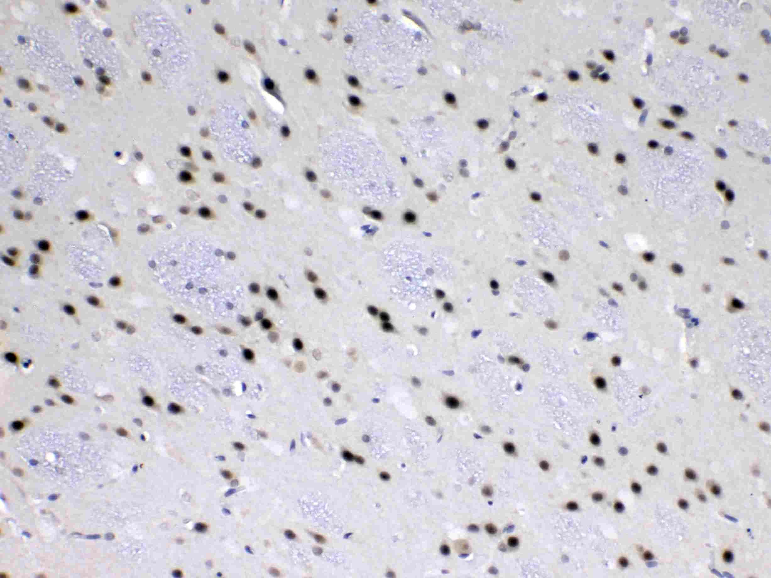MED18 Antibody
