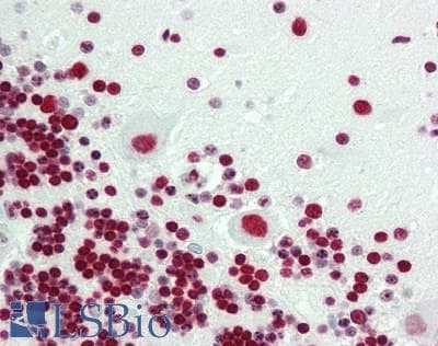IHC-plus™ SFPQ Antibody (aa657-707)