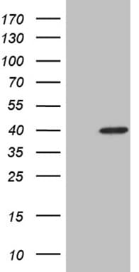 NMI Antibody (aa1-223, clone OTI1A8)