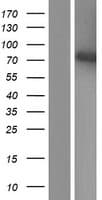 Human LMNA / Lamin A+C Protein (Over-Expression Lysate Myc-DDK (Flag))