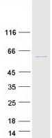 Human CCNA2 / Cyclin A2 Protein (Recombinant Myc-DDK (Flag))