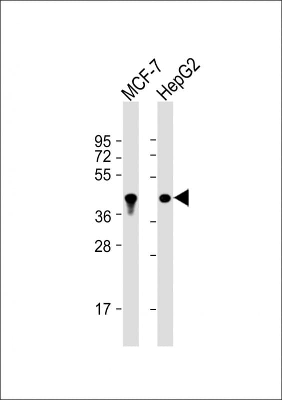 Monoclonal Mouse anti-Human KRT19 / CK19 / Cytokeratin 19 Antibody (clone 979CT14.3.1, IHC, IF, WB)
