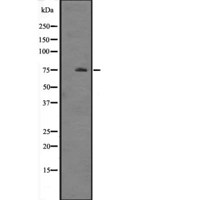 HSPA12A Antibody