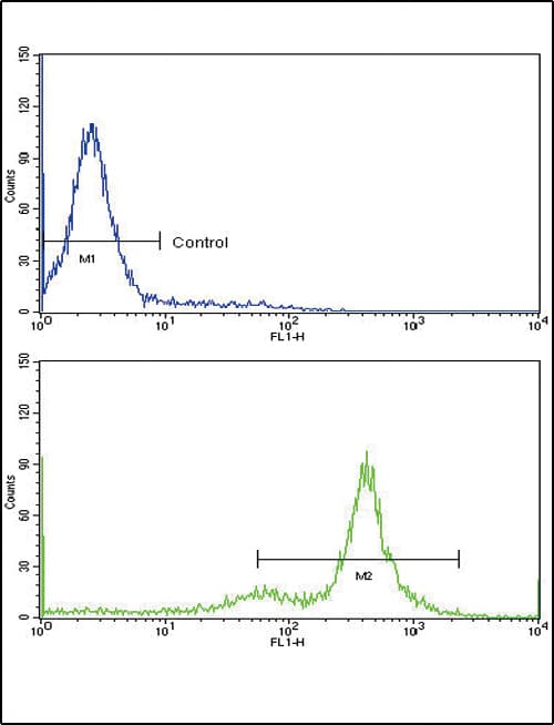 TDG / Thymine DNA Glycosylase Antibody (aa281-310)