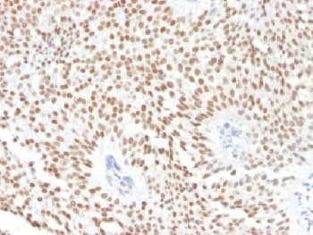 FOXA1 Antibody (clone FOXA1/1241, Azide-free, BSA-free)
