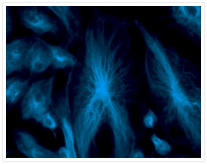 Alpha Tubulin Antibody (clone 236-10501)