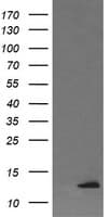 DDT / Dopamine Tautomerase Antibody (clone OTI1H3)