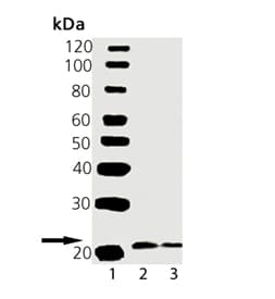 VAMP1 + VAMP2 Antibody