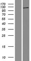 AGBL3 Protein (Over-Expression Lysate Myc-DDK (Flag))