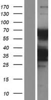 KLHL5 Protein (Over-Expression Lysate Myc-DDK (Flag))