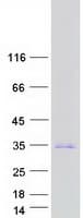 Human BHLHE23 / BHLHB4 Protein (Recombinant Myc-DDK (Flag))