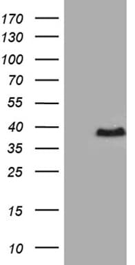 RPAIN Antibody (clone OTI3E6, Carrier-free)