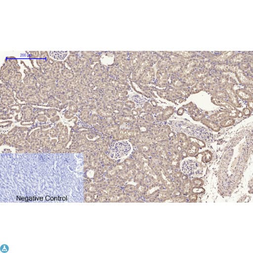 Polyclonal Rabbit anti-Human CYCS / Cytochrome c Antibody (WB)