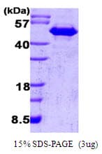 Human CDC37 Protein (Recombinant)
