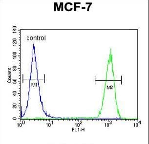 CCNT1 / Cyclin T1 Antibody (aa253-281)