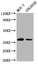 PGLYRP3 Antibody