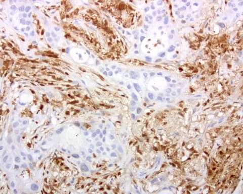 DOCK2 Antibody (aa1544-1830, clone UMAB142)