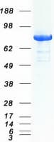 Human DNM1L / DRP1 Protein (Recombinant Myc-DDK (Flag))