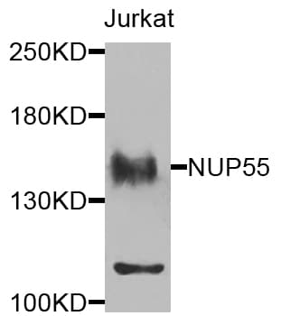 NUP155 Antibody