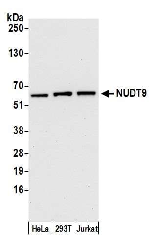 NUDT9 Antibody (aa50-100)