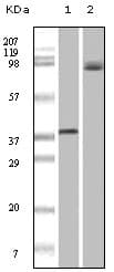 IHC-plus™ BRAF / B-Raf Antibody (clone 1H12F1)
