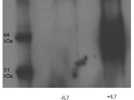 IHC-plus™ IL7R / CD127 Antibody (phospho-Tyr449)