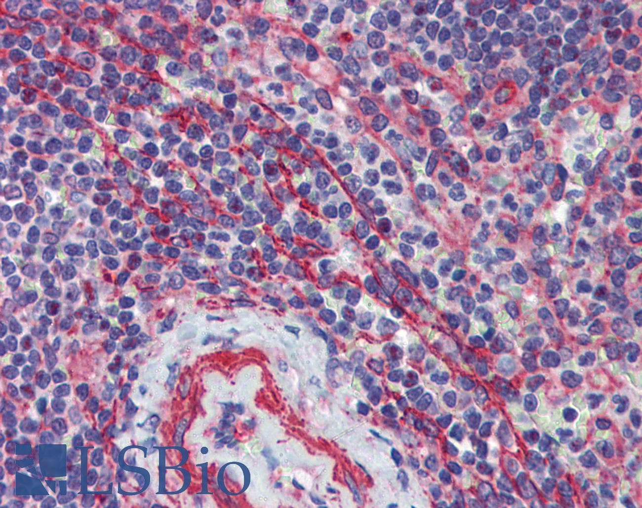 MCTP1 Antibody (C-Terminus)