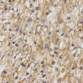 CHRNB1 Antibody
