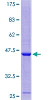 Human C11orf1 Protein (Recombinant GST)