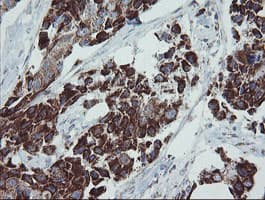 MRPS27 Antibody (clone OTI6E5)