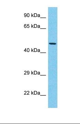 EYA3 Antibody (aa237-286)