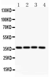 MCL1 / MCL 1 Antibody (aa1-350)