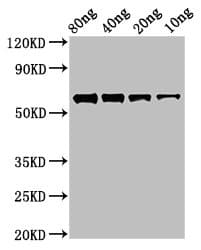 FtsZ Antibody