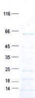 Human PRDM14 Protein (Recombinant His, N-Terminal)