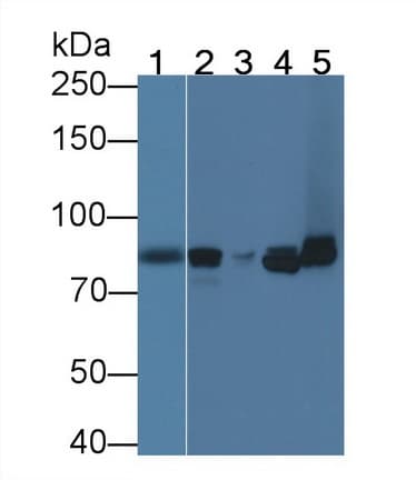 CD144 / CDH5 / VE Cadherin Antibody (aa69-391, PE)